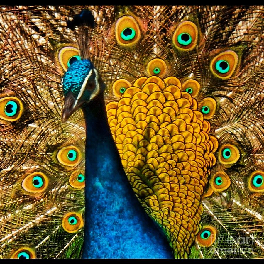 Peacock Photograph - Yellow Peacock by Browne and Huettner Fine Art