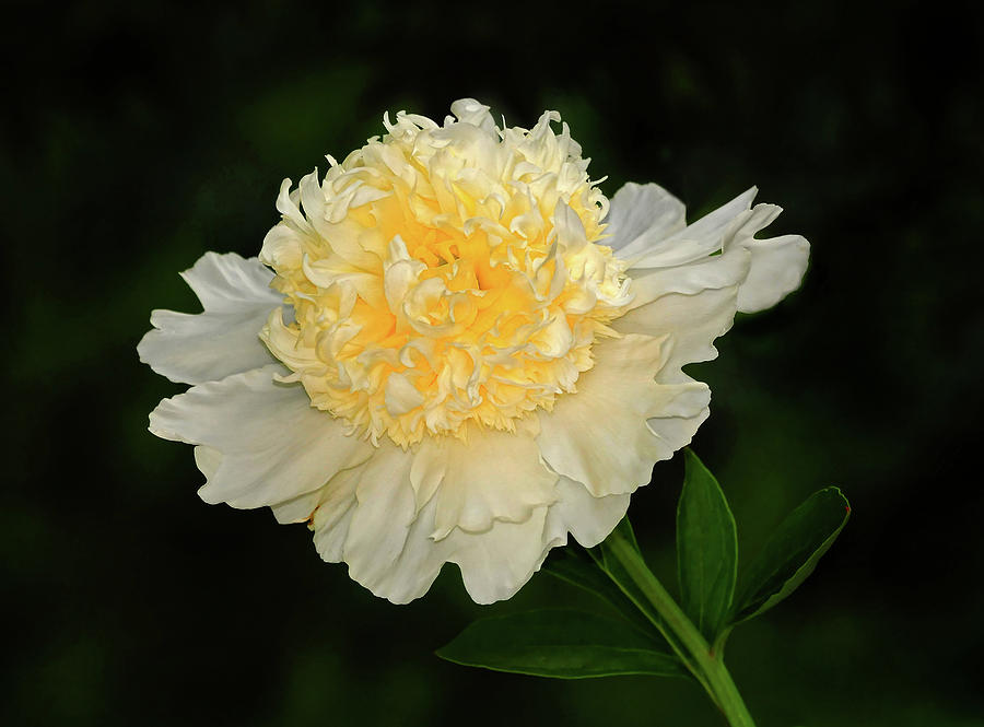Yellow Peony Photograph by Dave Mills