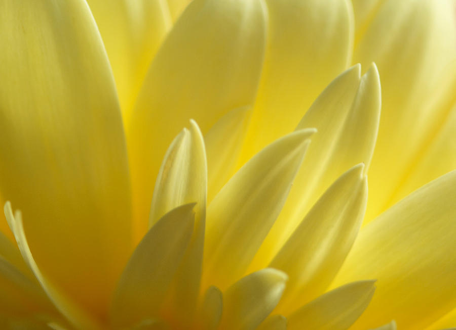 Yellow Petals Photograph by Joan Powell