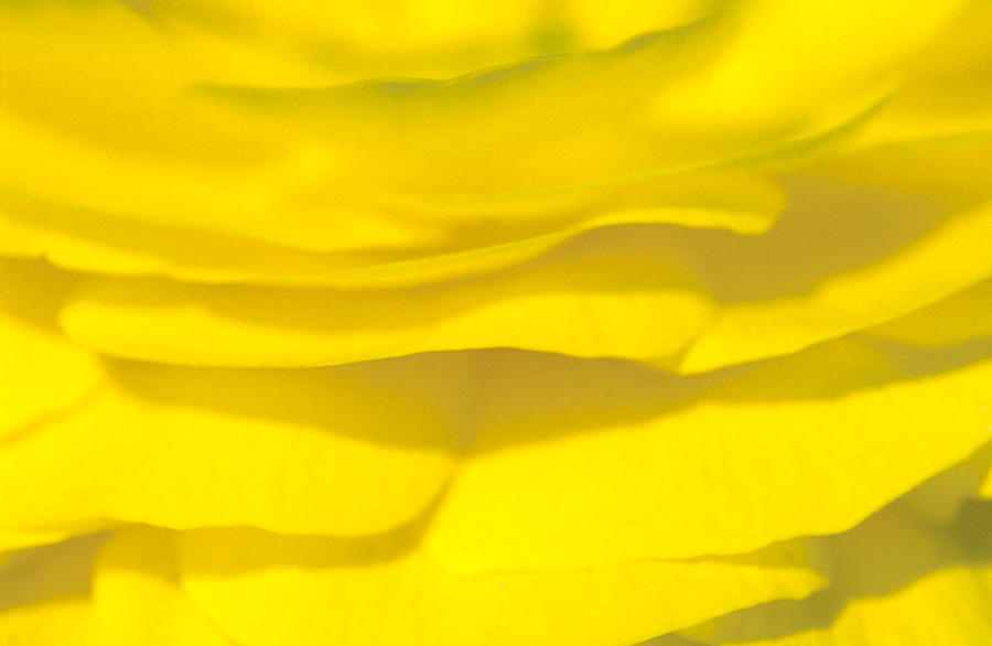 Flower Photograph - Yellow Petals by Patrick Kessler