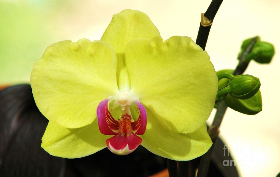 Yellow Phalaenopsis Photograph by Michele Penner