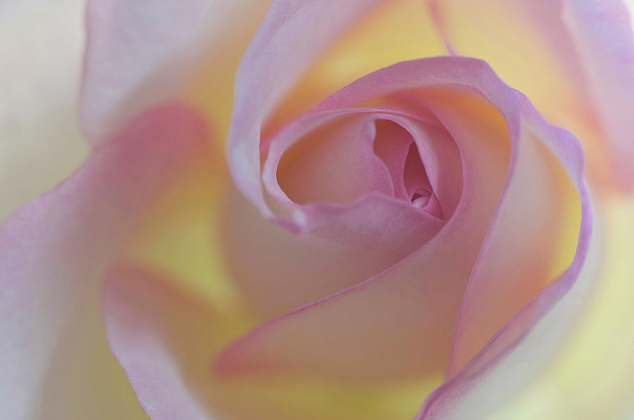 Yellow- Pink Photograph by Carolyn DAlessandro