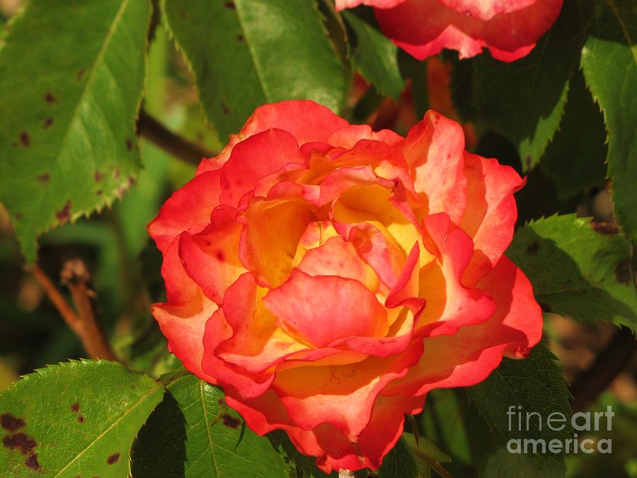 Tree Photograph - Yellow pink rose in the garden by Michelle Powell