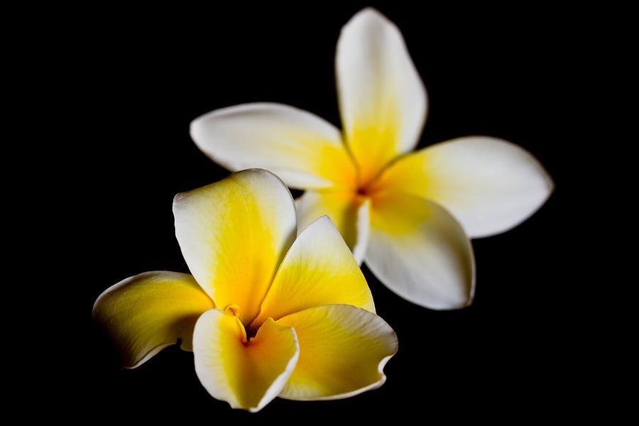 Yellow Plumeria Photograph by Roger Mullenhour
