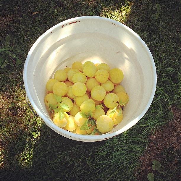 Yellow Plums! Photograph by Caren Young