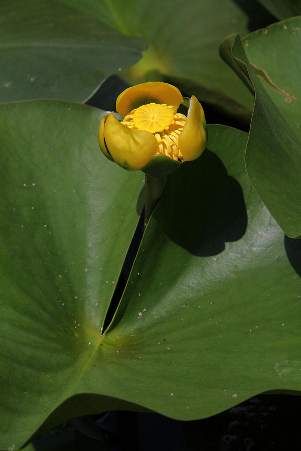 yellow-pond-lily-photograph-by-doris-potter-pixels