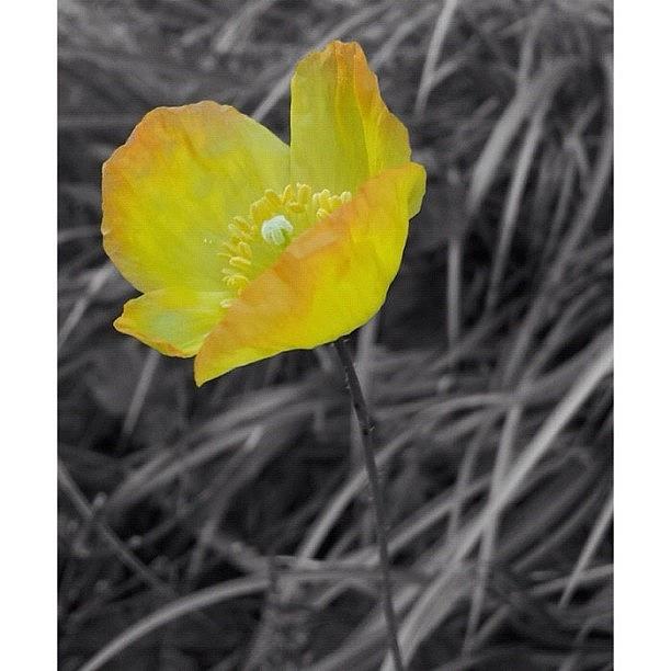 Nature Photograph - Yellow Poppy #flower #blossom #nature by Anita Callister Jones