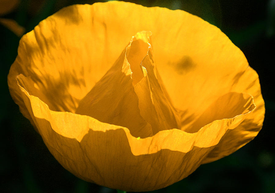 Yellow poppy flower Photograph by Emanuel Tanjala