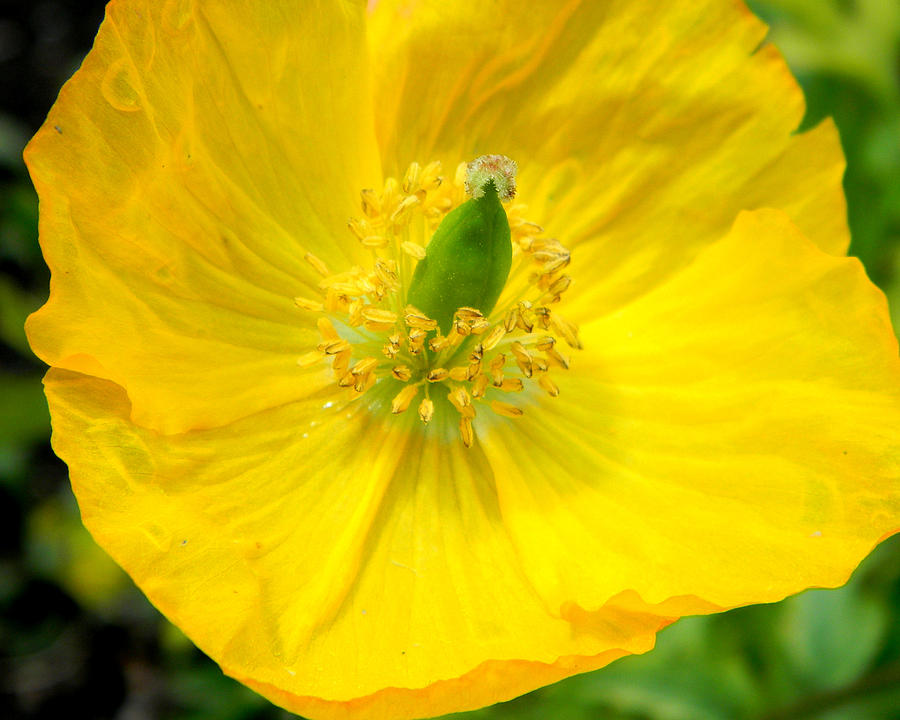 Yellow Poppy in Bloom Photograph by Mark J Seefeldt