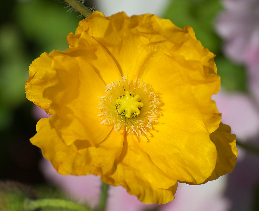 Yellow Poppy Photograph by Kenneth Albin