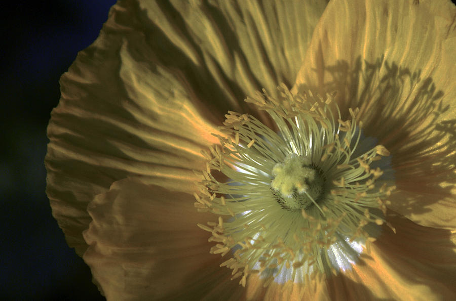 Yellow Poppy Shine Photograph by John and Julie Black