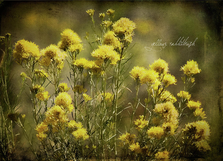 Yellow Rabbitbrush Photograph by Lana Trussell