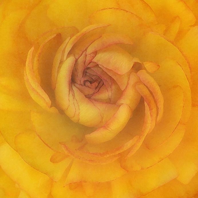 Yellow Ranunculus Photograph by Amy Neal