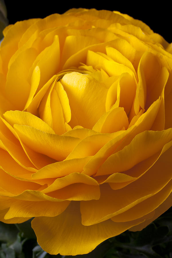 Flower Photograph - Yellow Ranunculus by Garry Gay