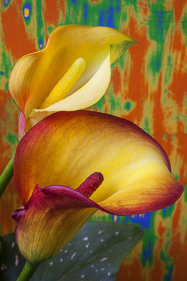 Lily Photograph - Yellow red calla lilies  by Garry Gay