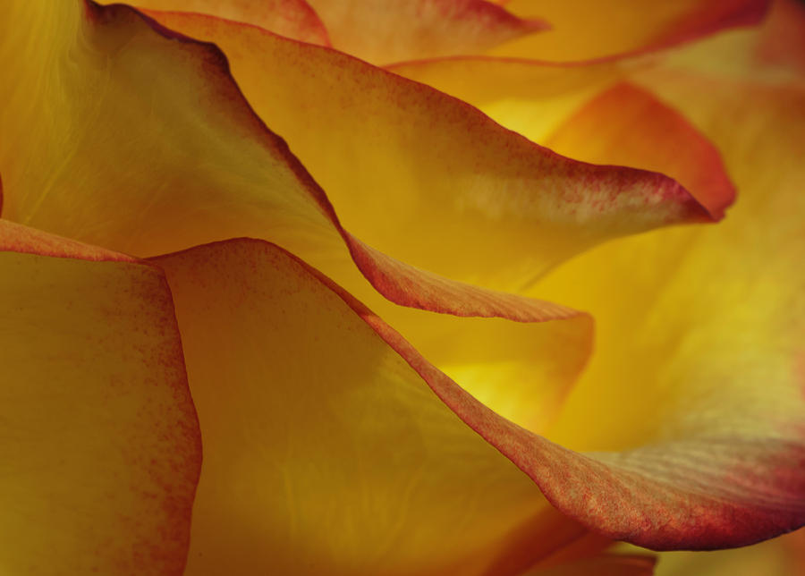 Yellow red rose Photograph by Carolyn DAlessandro