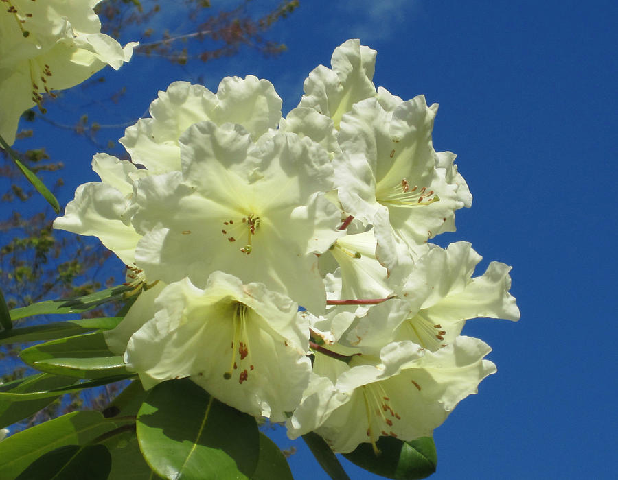 Yellow Rhododendron Photograph by Marilyn Wilson