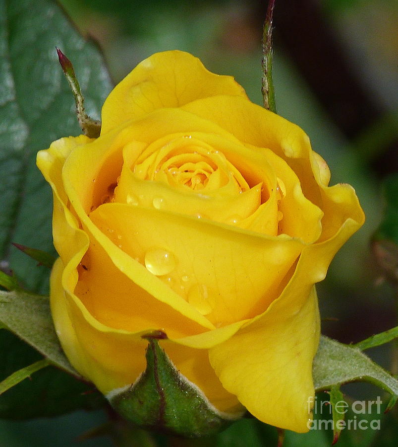 Yellow Rose After the Rain Photograph by Lynn Bolt