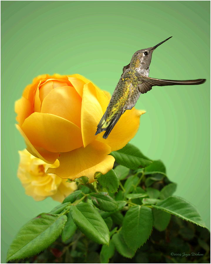 Yellow Rose And Hummingbird 2 by Joyce Dickens