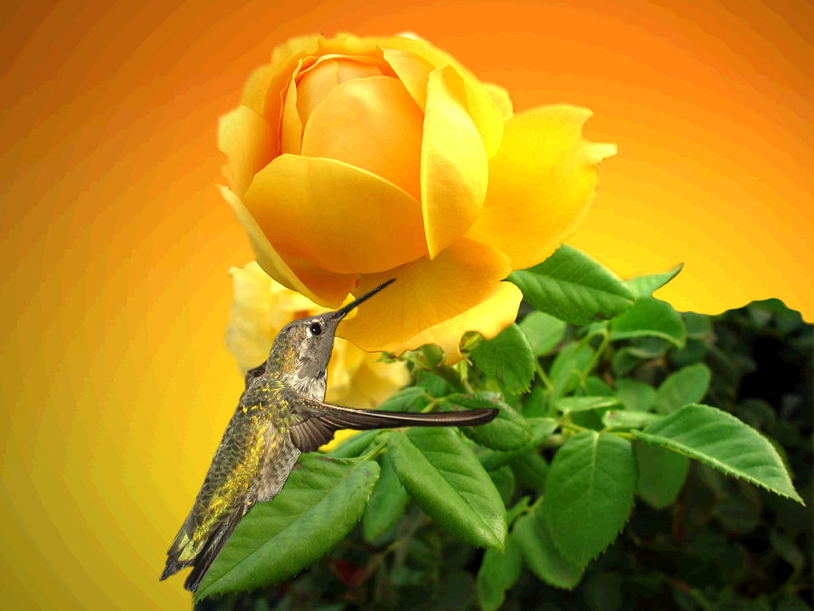 Yellow Rose and Hummingbird 3  Photograph by Joyce Dickens