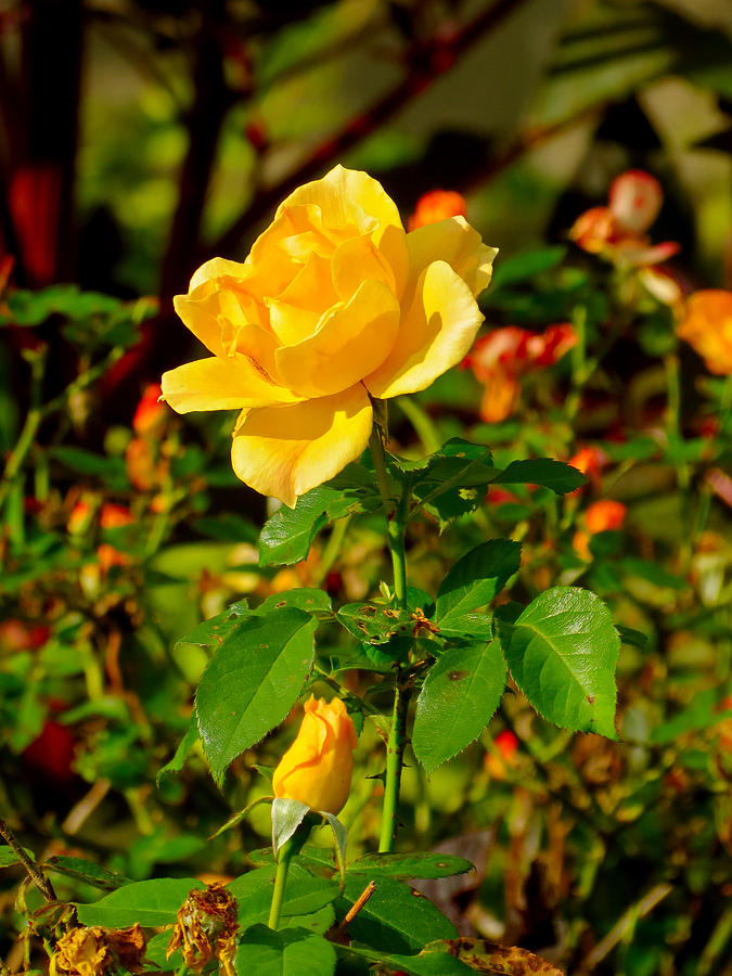 Yellow Rose Photograph by Azthet Photography