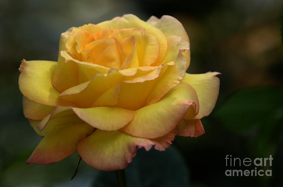 Nature Photograph - Yellow Rose by Bob Christopher