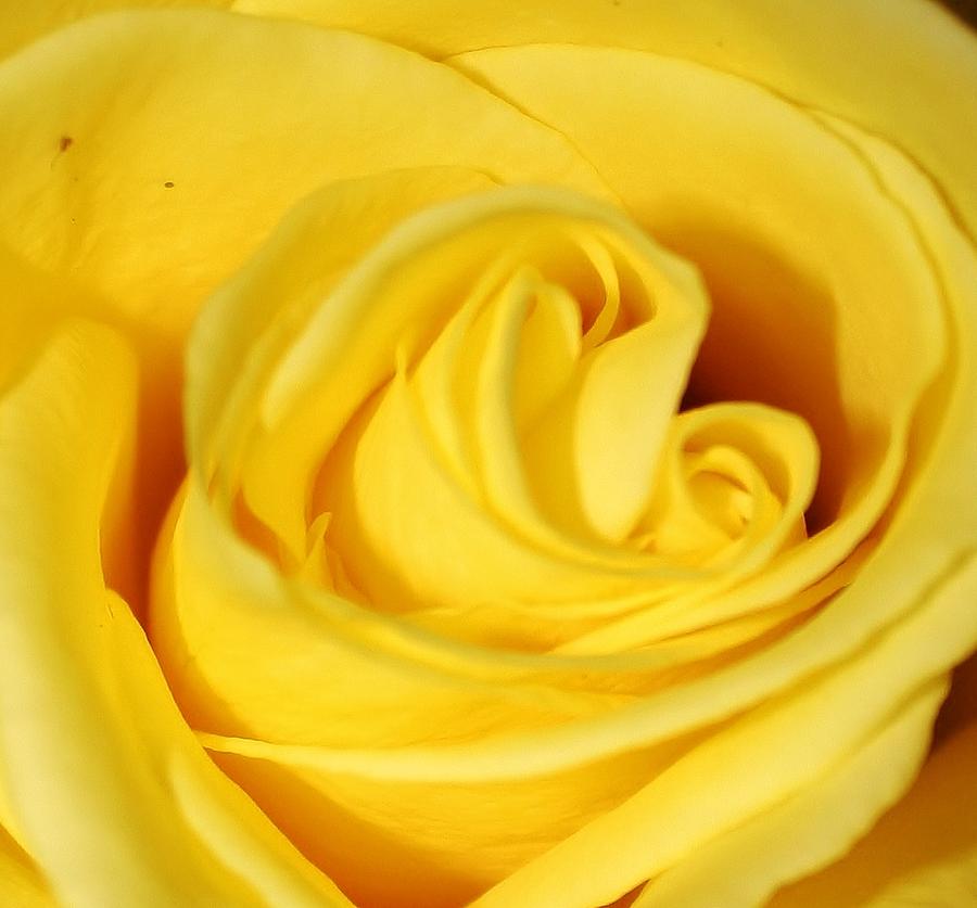 Flowers Still Life Photograph - Yellow Rose by Bruce Bley