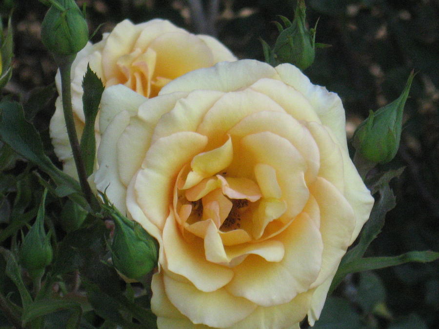 Yellow Rose Photograph by Burma Brown
