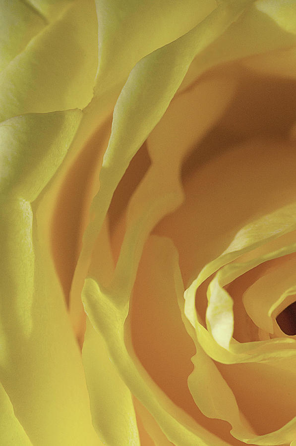 Yellow rose Photograph by Carolyn DAlessandro