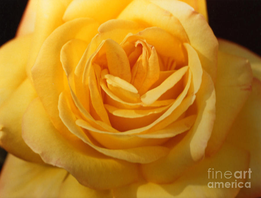 Yellow Rose Photograph by Christine Perry