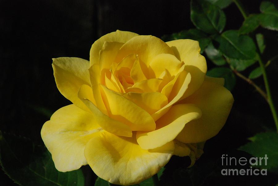 Yellow Rose Close Up Photograph by Mark McReynolds - Fine Art America