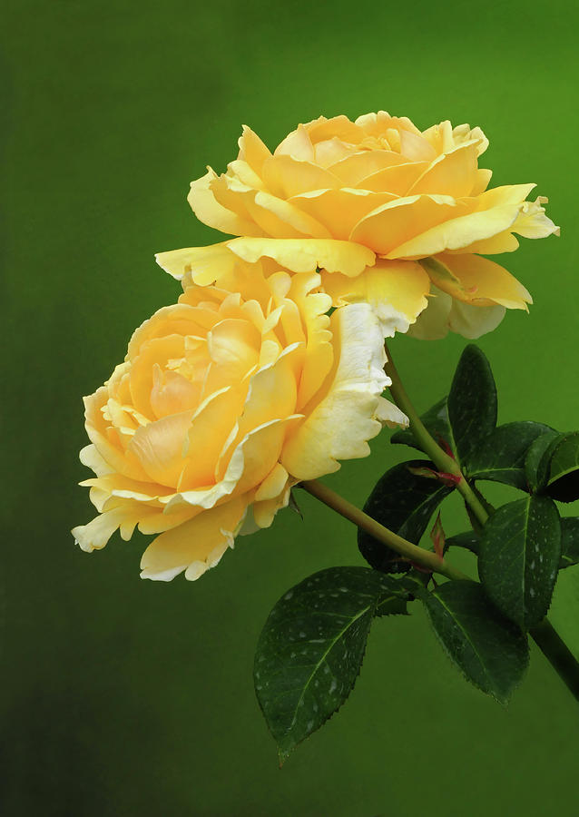 Rose Photograph - Yellow Rose by Dave Mills