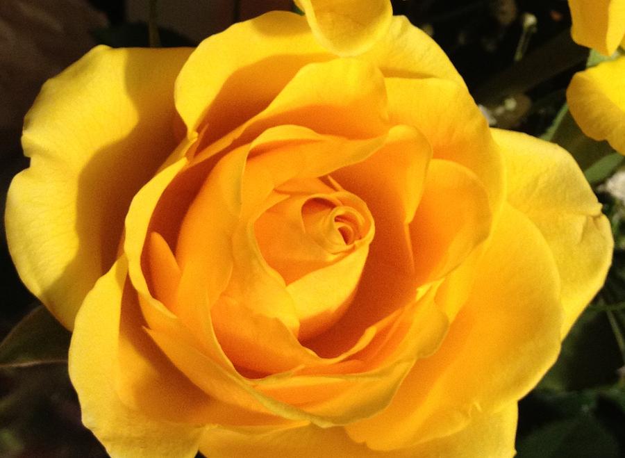 Yellow Rose Photograph by Debbie Levene