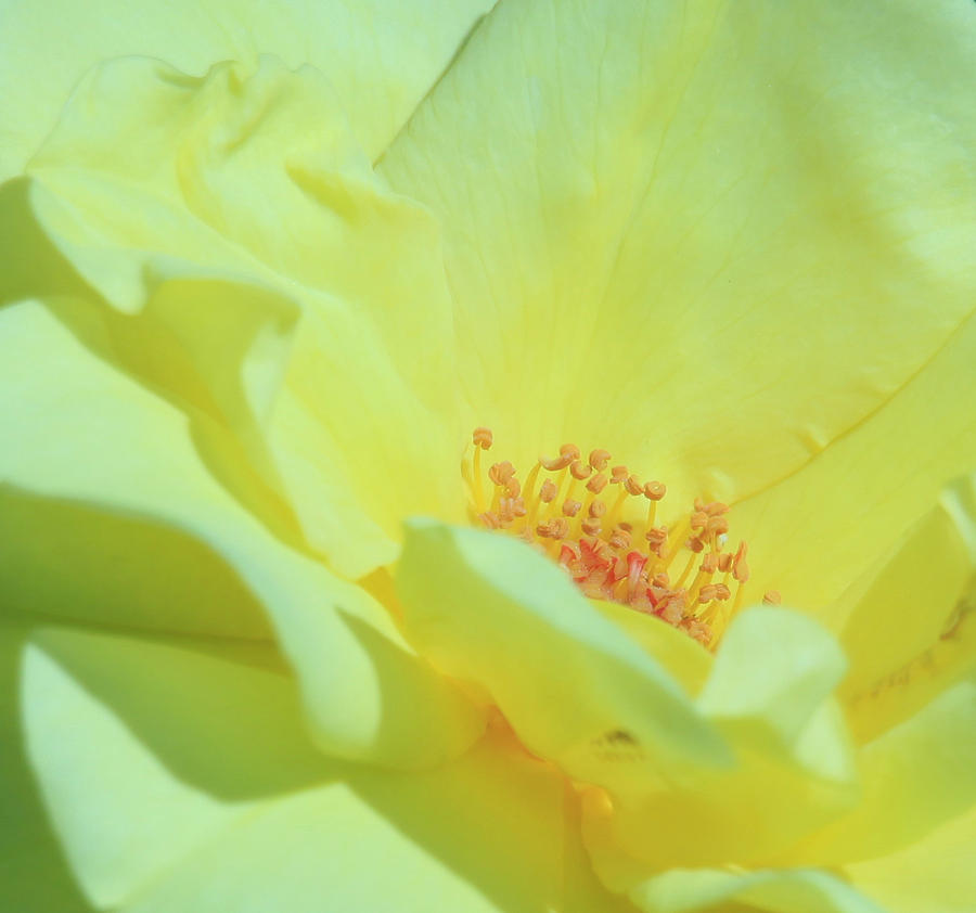 Yellow Rose Photograph by Donna Corless