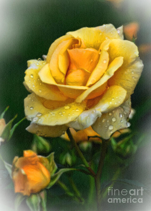 Yellow Rose DS Photograph by Edward Sobuta