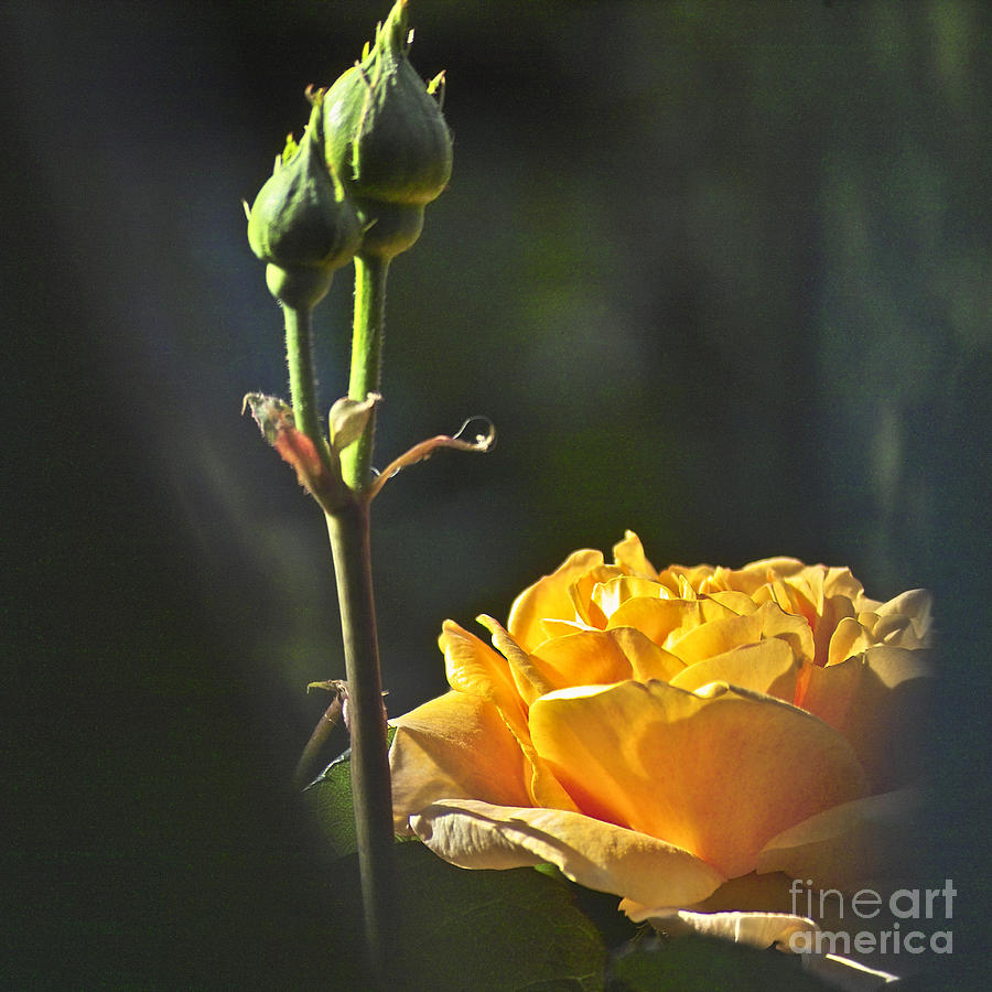 Rose Photograph - Yellow Rose by Heiko Koehrer-Wagner