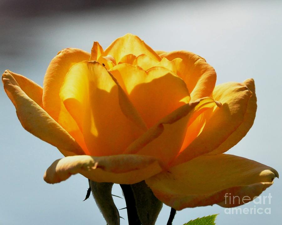 Yellow Rose Photograph by John Black