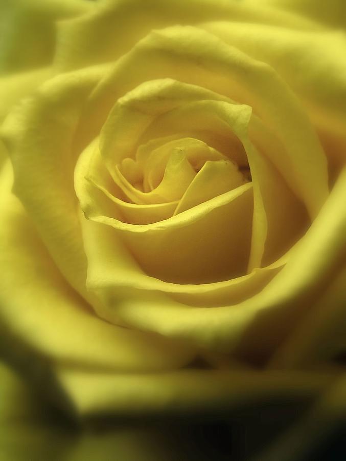 Yellow Rose Photograph by John Loreaux