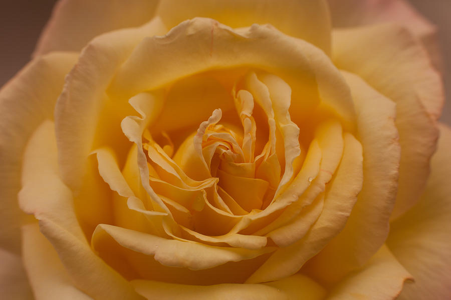 Yellow Rose Photograph by Kyle Lee