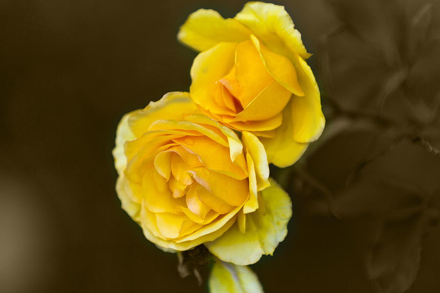 Yellow Rose Photograph by Maj Seda