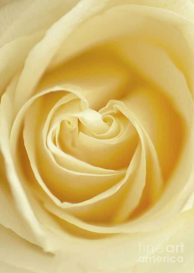 Nature Photograph - Yellow Rose by Maria Aiello
