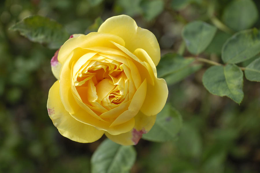 Yellow rose Photograph by Matthias Hauser