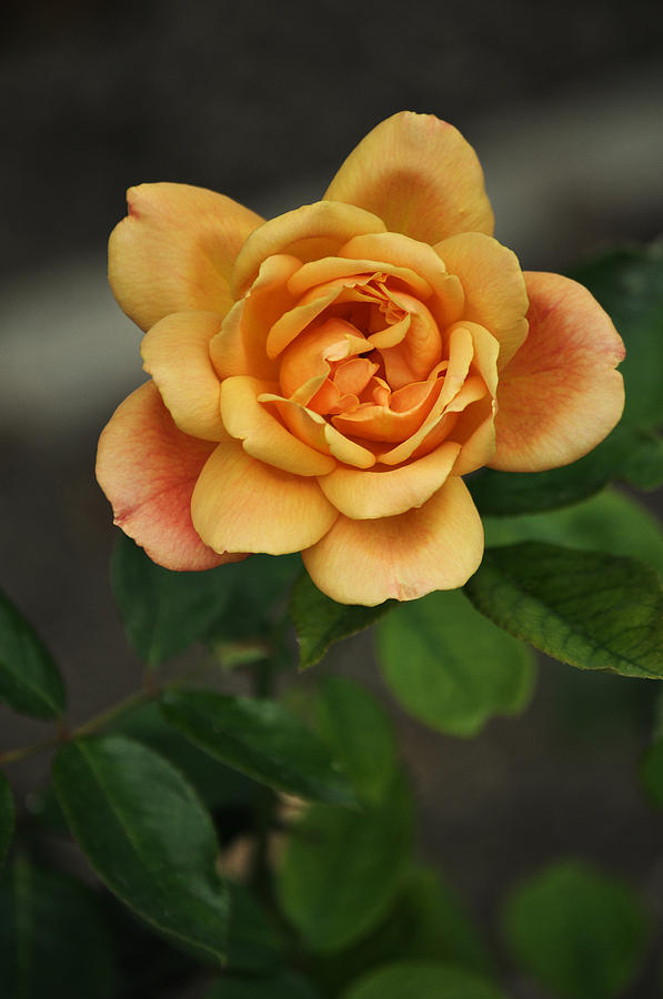Yellow Rose of Baden Photograph by Mary Machare