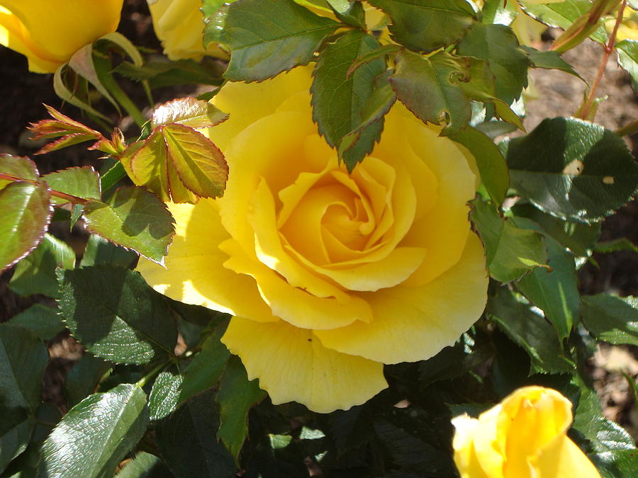 Flower Photograph - Yellow Rose of California by James Hammen