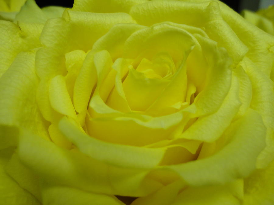Nature Photograph - Yellow Rose of Texas by Maria Bonnier-Perez