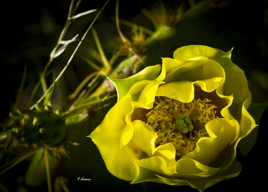 Yellow Flower Photograph - Yellow Rose of Texas by Teresa Dixon