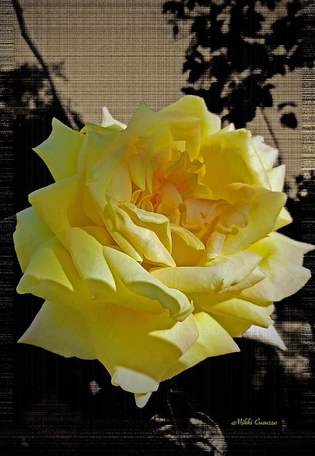 Yellow Rose on Antique Background Photograph by Mikki Cucuzzo