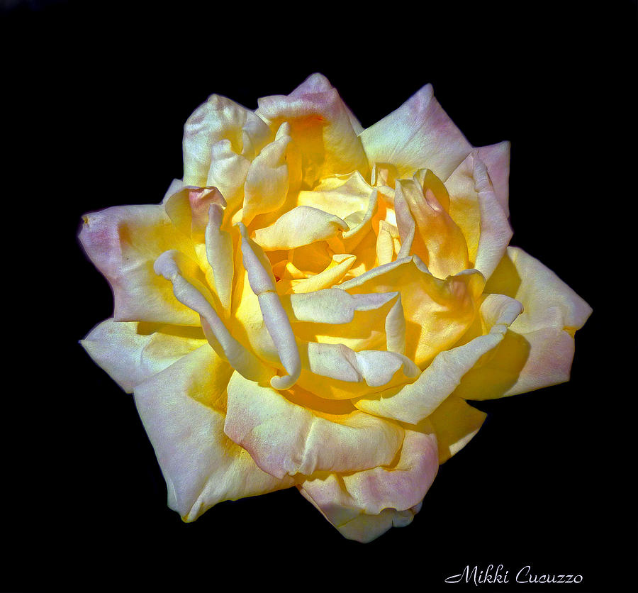 Yellow Rose on Black Photograph by Mikki Cucuzzo