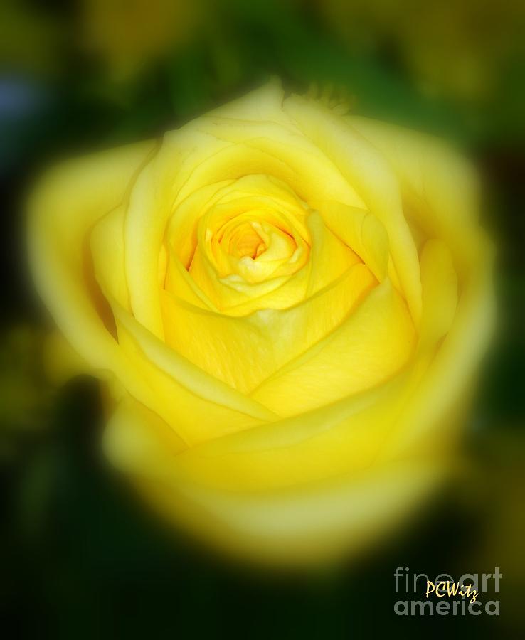 Yellow Rose Photograph by Patrick Witz