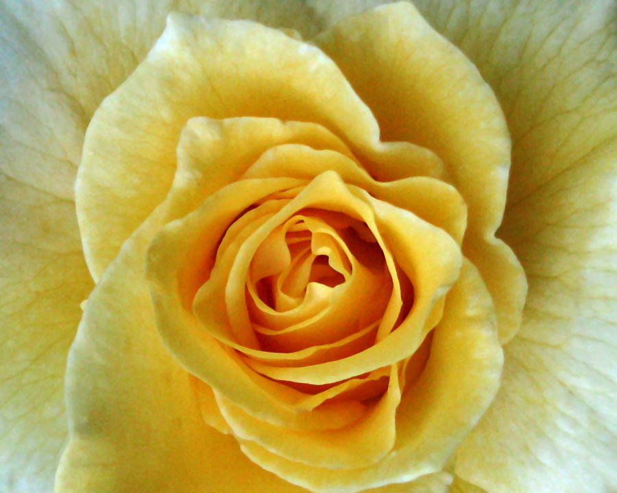 Yellow Rose Photograph by Peggy Urban